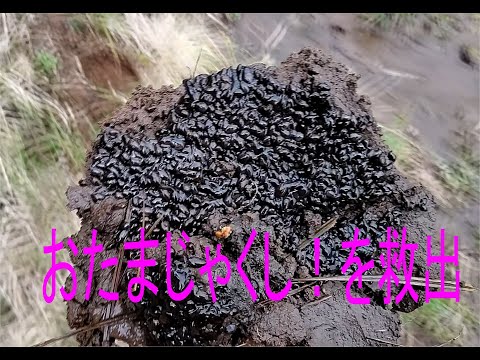 学校教育課程 おたまじゃくしの観察！2段目の棚田からおたまじゃくしを救出！枯れそうな水不足の水辺からおたまじゃくしを上の棚田へ移動しました。