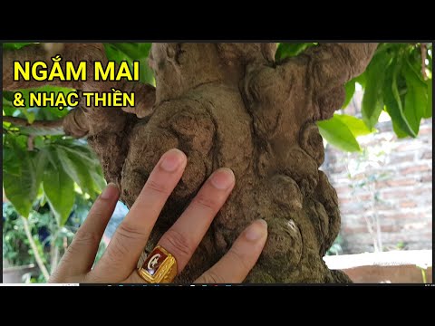 🔴QBS22257 - NHẠC THIỀN DỄ NGỦ TỊNH TÂM | NHẠC THIỀN CHO BÉ NGỦ NGON |CÁCH CHĂM SÓC MAI VÀNG MIỀN BẮC