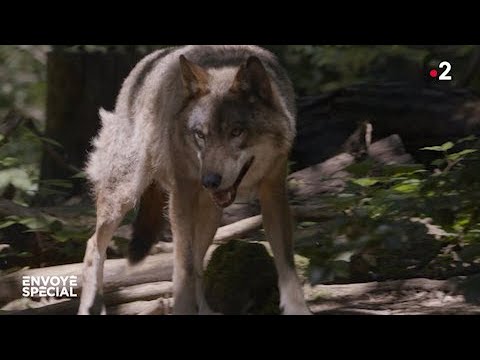 🇫🇷 🐺 Retour du #loup en France : Loup y es-tu ? 24/04/2025
