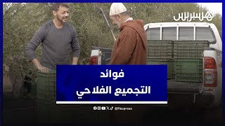 التجميع الفلاحي.. مشروع فلاحي مغربي يحقق نجاحاً في إنتاج وتسويق الزيتون thumbnail