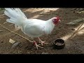 Bilis Tumoka Ni White Claret/Feeding of White Claret Chicken Vlog#37