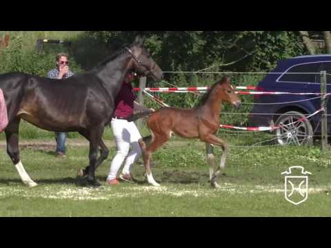 ODRZ174 Stutfohlen von Uriko - Alcatraz - Caletto I
