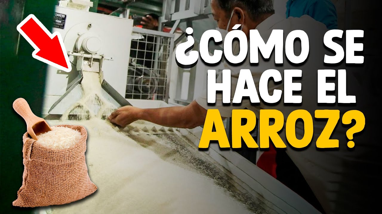 Cómo Se Hace El Arroz? [Proceso En Fárbica]