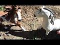 Schleich Love in the Wild (Horse Series) First ever video!
