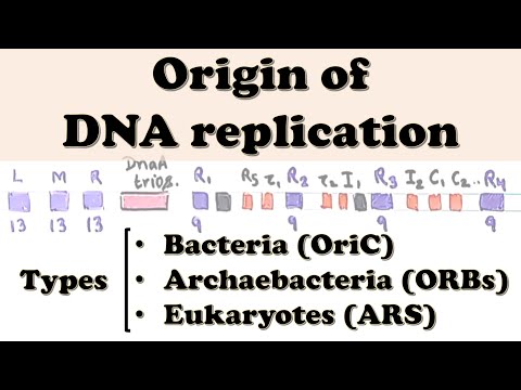 DNA Replication - Origin of Replication (OriC, ORBs, ARS etc.)