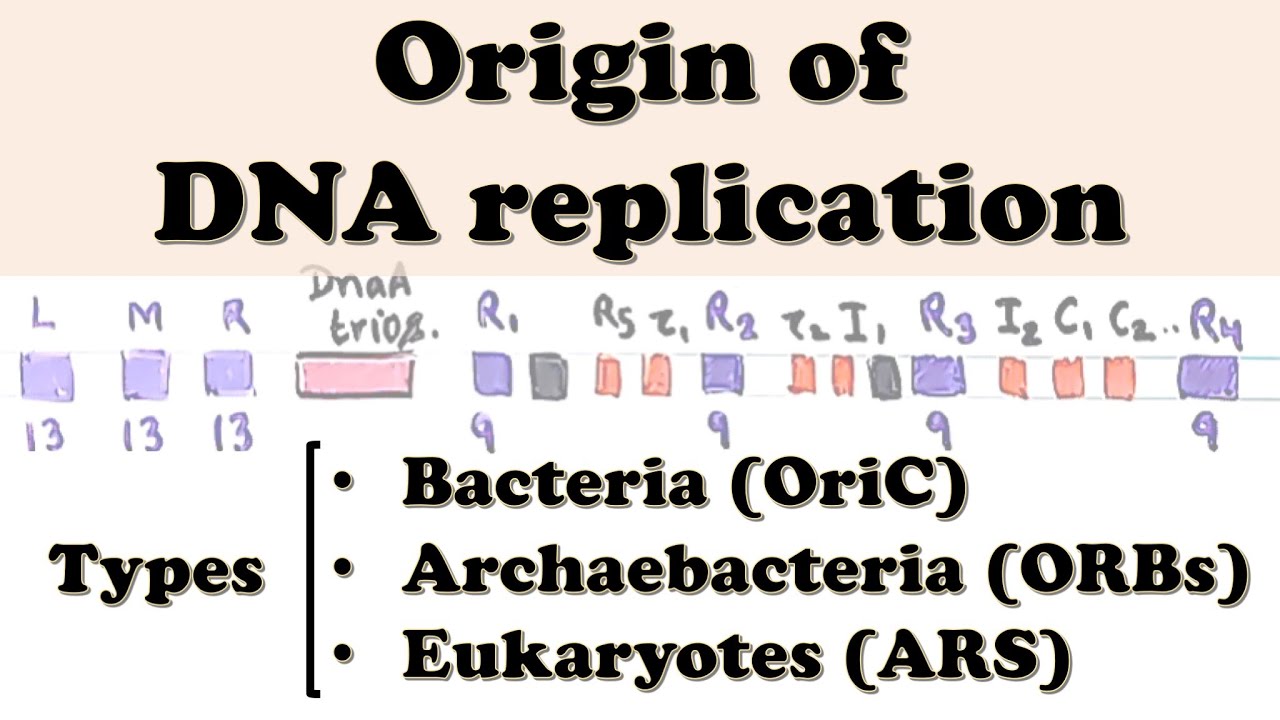 DNA Replication - Origin of Replication (OriC, ORBs, ARS etc.)