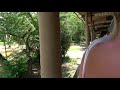 Rhinos And Gazelle At Animal Kingdom 2019