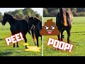 Pee And Poop Where Do The Friesian Horses Do That