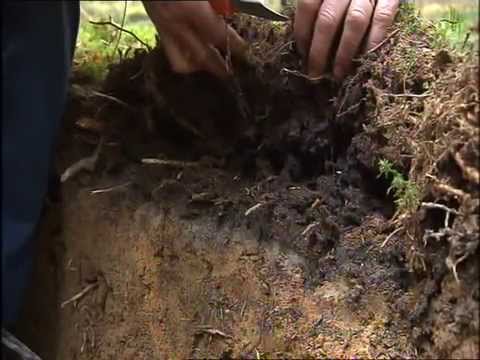 Unser Land - 18.10.2013 - Lässt sich Asche als Dünger auf Äckern und in Wäldern nutzen?