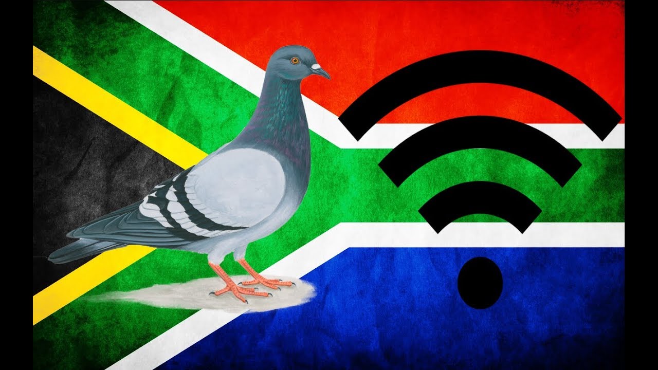 That Time a Pigeon Raced A Country's Leading Internet Provider (and won!!!)