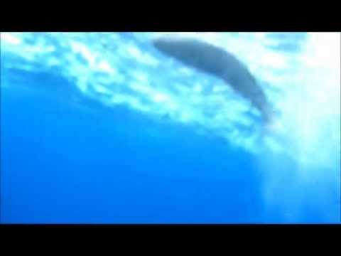 Patagonian toothfish - tag and release