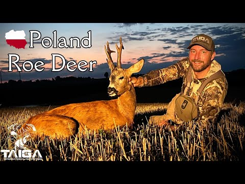 20 bucks in 5 days! Poland Roe Deer Rut Hunt!
