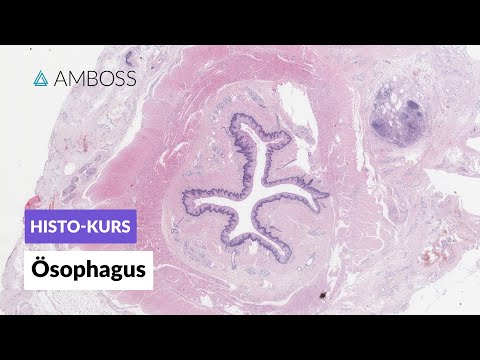 Histologie Ösophagus - Mikroskopische Anatomie - AMBOSS Video