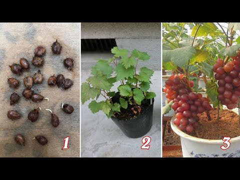 , title : 'Cách trồng nho từ hạt | How to grow grapes from seeds'