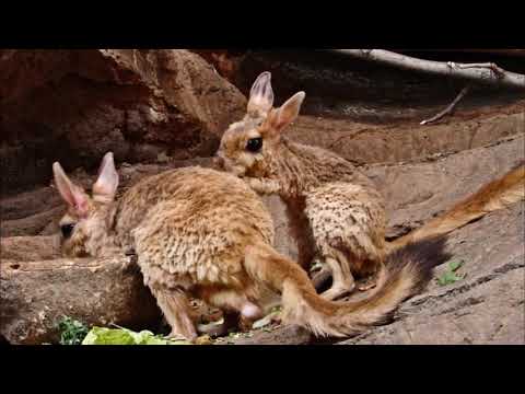 , title : 'Interesting facts about spring hare by weird square'