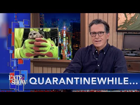 檢疫的同時...紐約人有兩隻著名的貓頭鷹讓人痴迷。 (Quarantinewhile... New Yorkers Have Two Famous Owls To Obsess Over)