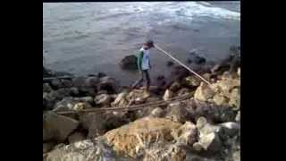 preview picture of video 'Memancing Kepiting di Pantai Pancer Puger'