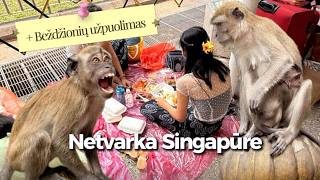 Užpuolė beždžionė Malaizijoje ir kultūrinis šokas Singapūre...