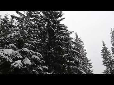 România,  Transilvania, Păltiniș, 2021.01_1