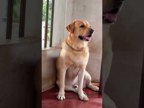 kunjan✨#pet #love #petlover #dogshorts