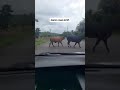 Bomboclat Damn Cows On The Streets