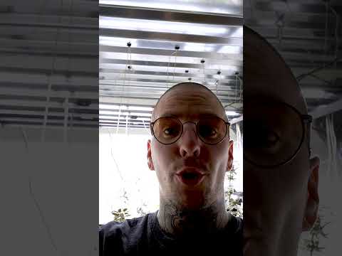 Wizard Trees Ernte-Sneak Peek – Blüten kurz vor dem Cut!