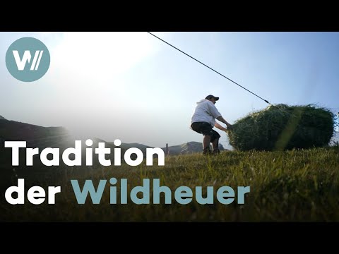Steep tradition: The wild haymakers of the Swiss mountain pastures