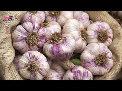 Jetë dhe stil - Vetitë kuruese të hudhrës