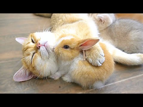 Mom cat keeps the bunny close to her side while she nurses her kittens, so cute