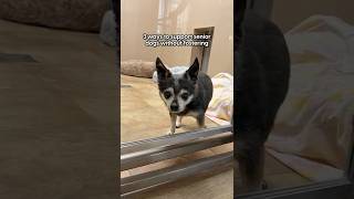 3 Ways To Support Senior Dogs | The Pack