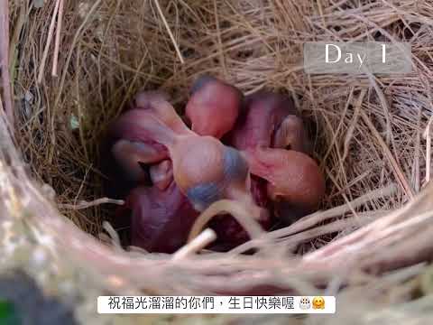 白頭翁預兆