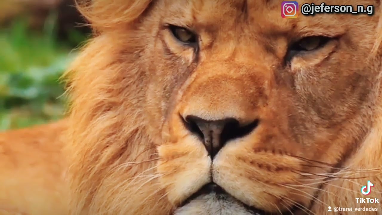 Watch Now O BURRO E O TIGRE - REFLEXÃO O BURRO E O TIGRE - REFLEXÃO