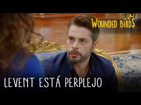 Levent está perplejo | Wounded Birds (Yaralı Kuşlar) Capítulo 22