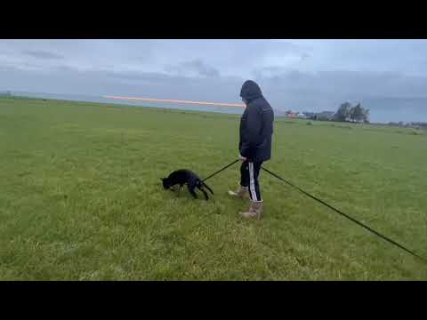 Jerri z Jukasu - tracking - 3 months old