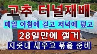 [텃밭농부 1,460]  28일간 고추 터널재배 후 마무리 작업 소개. #고추재배 #고추터널재배 #터널재배