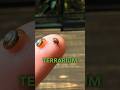 Making A Terrarium For Tiny Snails