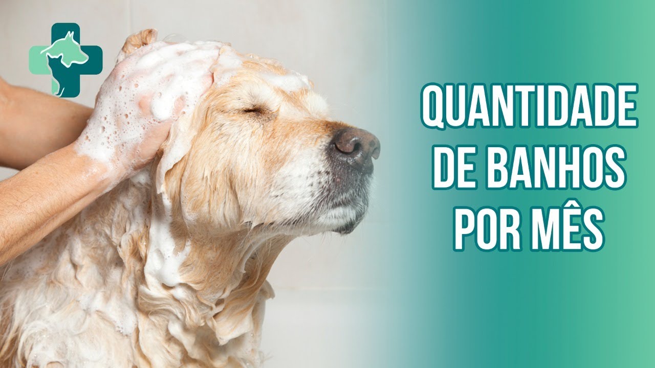Quantas vezes pode dar banho no cachorro?