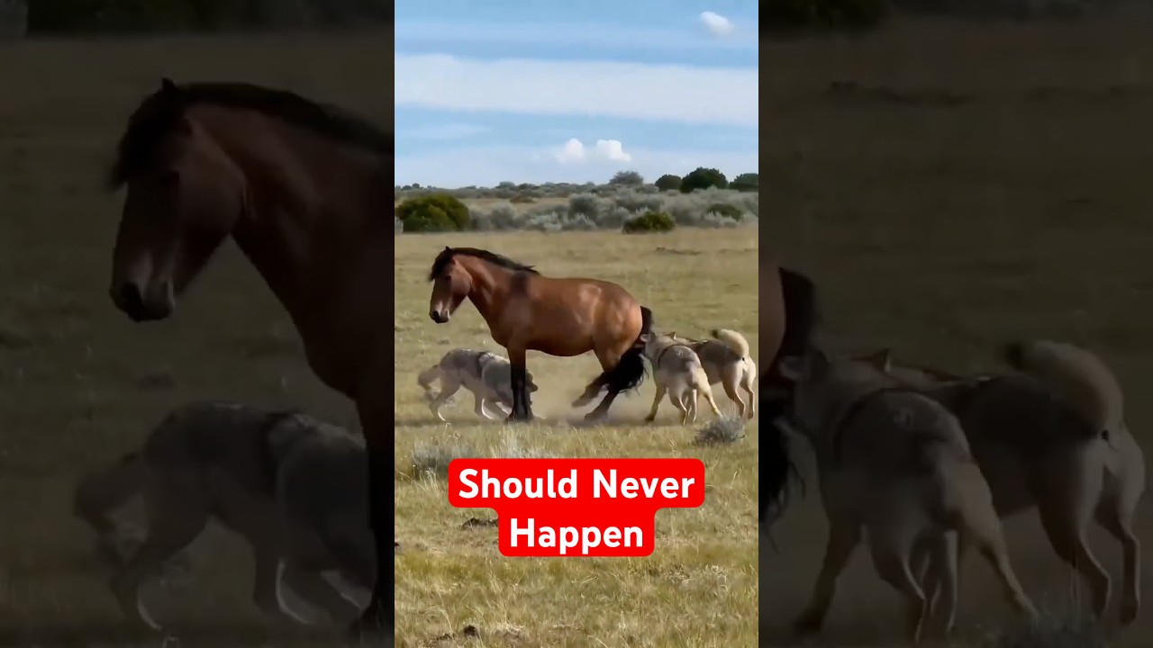 Animals That Should Have Never Met