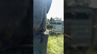 Download lagu Dancing in the air #music #classicalmusic #bee #bees #beekeeper #nature mp3 Download lagu Dancing in the air #music #classicalmusic #bee #bees #beekeeper #nature mp3