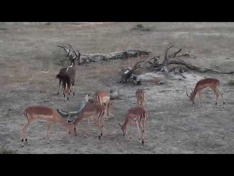 Djuma: Nyalas with mating attempts - 17:50 - 09/18/19