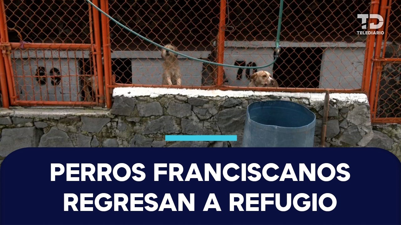 Más de 150 perros regresan al Refugio Franciscano tras ocho meses de disputa legal