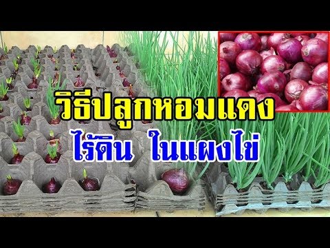 ที่คุณสามารถซื้อเชื้อโรคหญิงในกรุงมอสโกที่ร้านขายยา เจ้านายแรงชาย