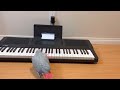Twinkle Twinkle Little Star By Jenny The African Grey Parrot
