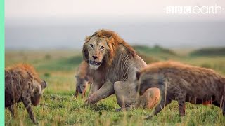 10 TOP Natural History Moments | BBC Earth