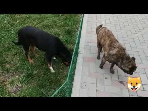 Поможем вместе уличным животным (+ 100 к карме)