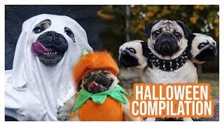 Pug Halloween Compilation - Doug The Pug