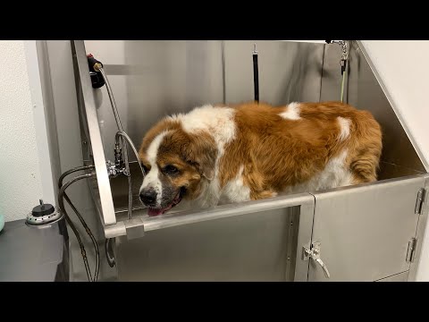 tractor supply dog bath