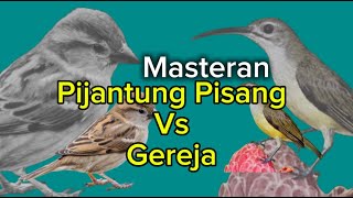 Download lagu pijantung pisang vs gereja | Masteran full tembakan | Masteran burung Kecil mp3