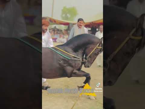 Haslah Horse Dance | Vip Ghora Dance | Mala show 2025