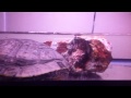 My Pet Turtle